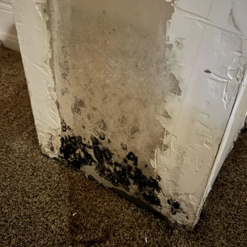 Professional Mold Removal in Blue Ridge, VA